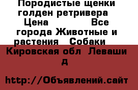 Породистые щенки голден ретривера › Цена ­ 25 000 - Все города Животные и растения » Собаки   . Кировская обл.,Леваши д.